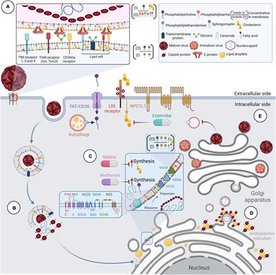 Anti-flavivirus Properties of Lipid-Lowering Drugs